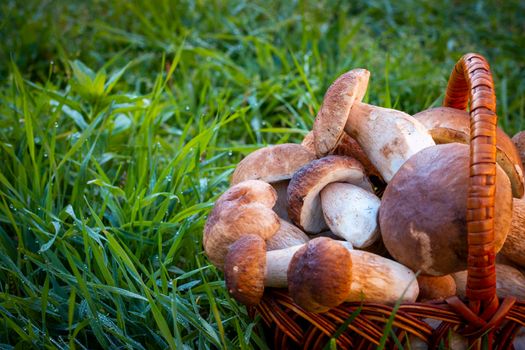 Half a basket with porcini mushrooms Pick up boletus cep mushroom in wild wood. Forest natural food