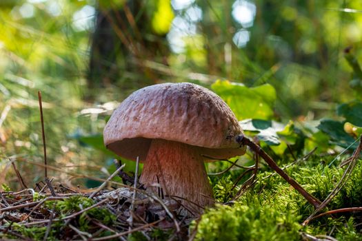 Edible porcini mushroom in season forest. Royal cep mushrooms food. Boletus growing in wild nature