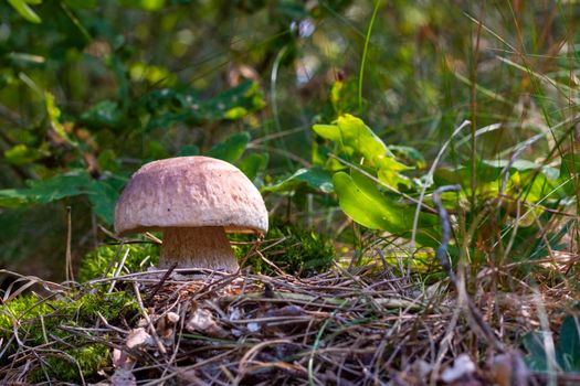 Edible cep mushroom in autumn forest. Royal cep mushrooms food. Boletus growing in wild nature