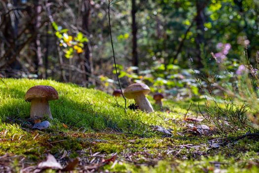 Many porcini mushrooms grows in moss. Royal cep mushrooms food. Boletus growing in wild wood