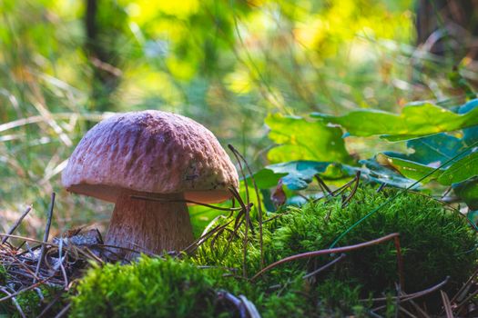 Edible porcini mushroom grow in nature. Royal cep mushrooms food. Boletus growing in wild nature