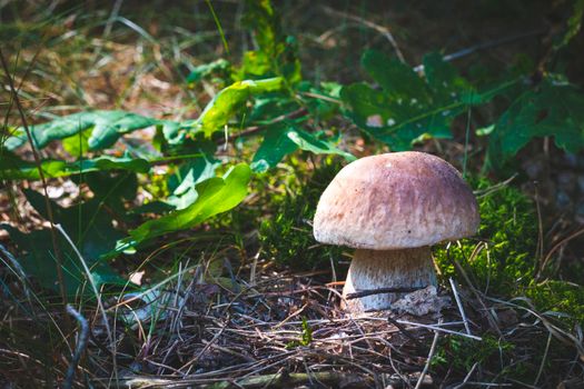 Edible porcini mushroom grow in season wood. Royal cep mushrooms food. Boletus growing in wild nature