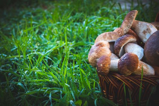 Half a basket with cep mushrooms in grass Pick up boletus cep mushroom in wild wood. Forest natural food