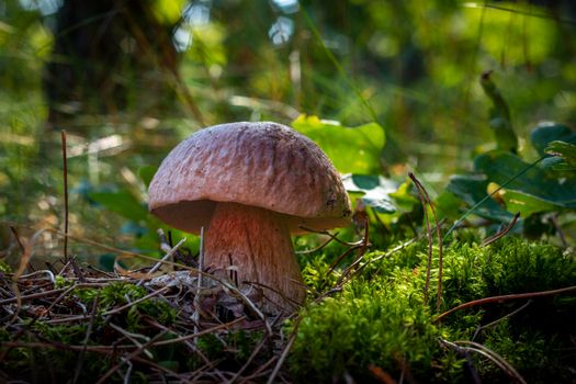 Edible porcini mushroom in autumn forest. Royal cep mushrooms food. Boletus growing in wild nature