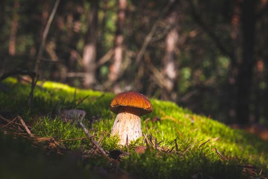 Brown cap porcini mushroom in wood. Royal cep mushrooms food. Boletus growing in wild wood