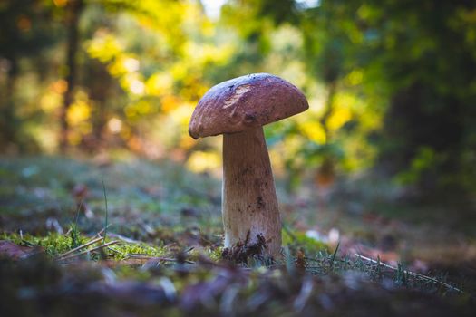 Edible thin porcini mushroom grow in forest. Royal cep mushrooms food. Boletus growing in wild nature