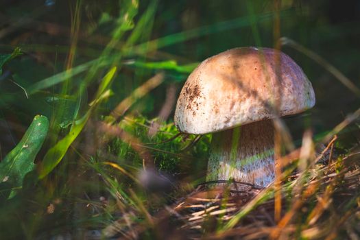 Big edible porcini mushroom grow in forest. Royal cep mushrooms food. Boletus growing in wild nature