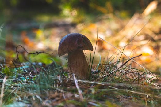 Small edible porcini mushroom grow in forest Royal cep mushrooms food. Boletus growing in wild nature