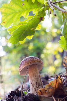 Edible cep mushroom under oak leaves Royal cep mushrooms food. Boletus growing in wild nature