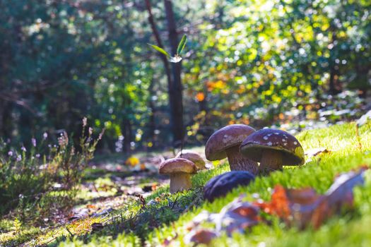 Mushrooms meadow in moss wood. Royal cep mushrooms food. Boletus growing in wild wood
