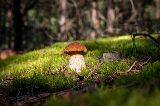 Brown cap porcini mushroom in moss. Royal cep mushrooms food. Boletus growing in wild wood