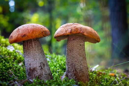 Two boletus edulis mushrooms grow in moss. Orange cap mushrooms in forest