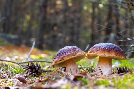 Two edible cep mushrooms grows. Royal cep mushrooms food. Boletus growing in wild nature