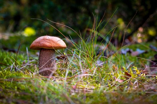 Orange cap mushroom grow in autumn forest. Fungus mushroom growing in wild wood