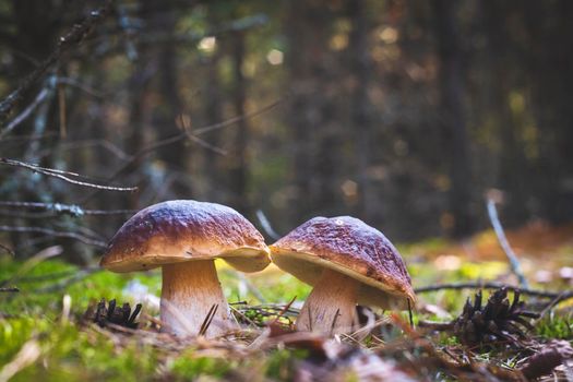 Two edible cep mushrooms grow in wood. Royal cep mushrooms food. Boletus growing in wild nature