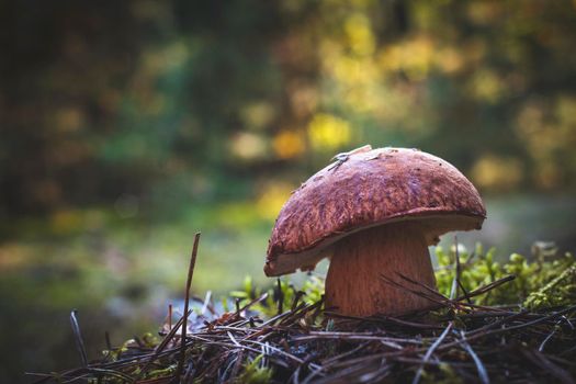 Big porcini mushroom grow in autumn wood. Royal cep mushrooms food. Boletus growing in wild wood