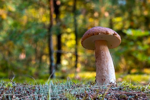 Edible thin porcini mushroom in nature. Royal cep mushrooms food. Boletus growing in wild forest