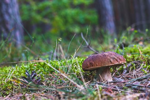 Edible mushroom on forest glade. Cep mushrooms food. Boletus growing in wild nature