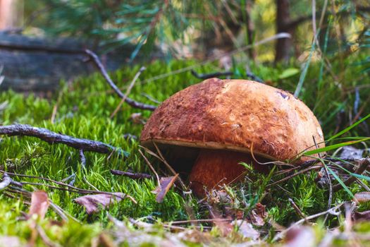 Large porcini mushroom grow in autumn forest. Royal cep mushrooms food. Boletus growing in wild wood