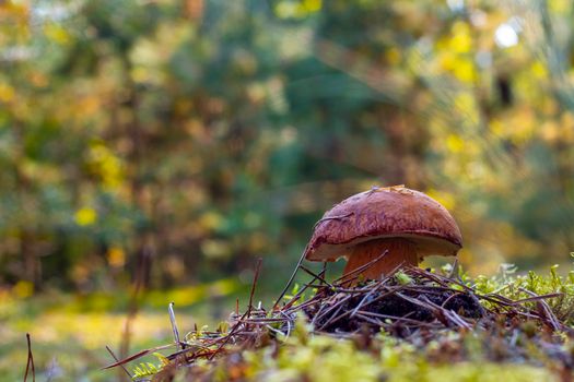 Cep mushroom grow in autumn wood. Royal cep mushrooms food. Boletus growing in wild wood