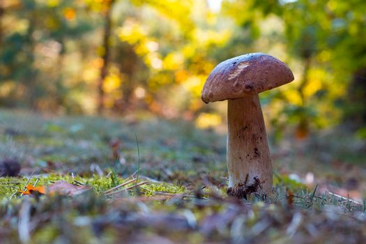 Edible thin porcini mushroom grow in wood. Royal cep mushrooms food. Boletus growing in wild nature