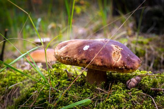 Big edible mushroom in nature. Cep mushrooms food. Boletus growing in wild nature