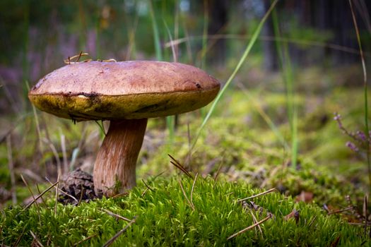 Big mushroom grows in moss. Cep mushrooms food. Boletus growing in wild nature