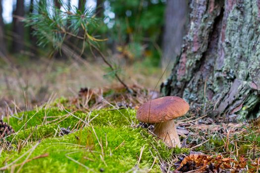 Small brown cap edible mushrooms grows in forest. Cep mushrooms food. Boletus growing in wild nature