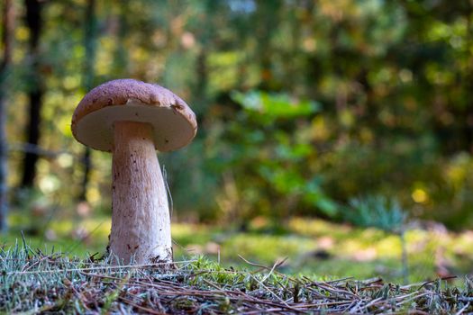 Edible thin porcini mushroom in forest. Royal cep mushrooms food. Boletus growing in wild nature