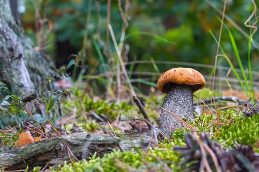 Boletus edulis mushroom grow in nature Orange cap mushrooms in forest