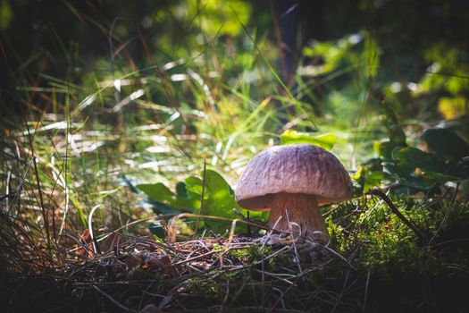 Edible porcini mushroom in wood. Royal cep mushrooms food. Boletus growing in wild nature