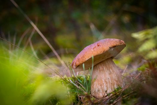 Small brown cap edible mushrooms grows in nature. Cep mushrooms food. Boletus growing in wild nature