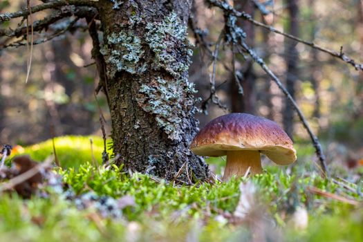 One brown cap edible mushrooms grows in forest. Cep mushrooms food. Boletus growing in wild nature