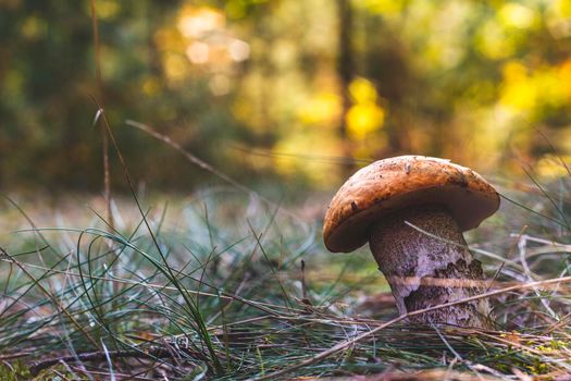 Edible boletus mushroom grow in wood. Wide thick Leccinum mushroom growing in wild wood