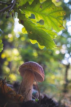 Edible cep mushroom in oak forest. Royal cep mushrooms food. Boletus growing in wild nature