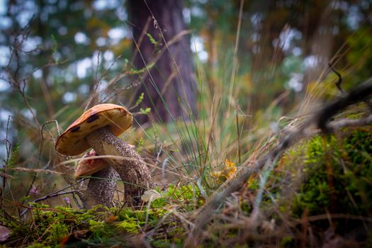 Two boletus edulis mushrooms in wood. Orange cap mushrooms in forest