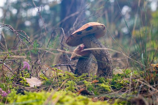 Two boletus edulis mushrooms grow in grass. Orange cap mushrooms in forest