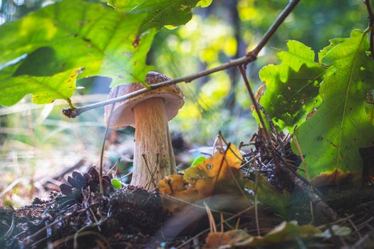 Cep mushroom grows under oak leaves. Royal cep mushrooms food. Boletus growing in wild nature