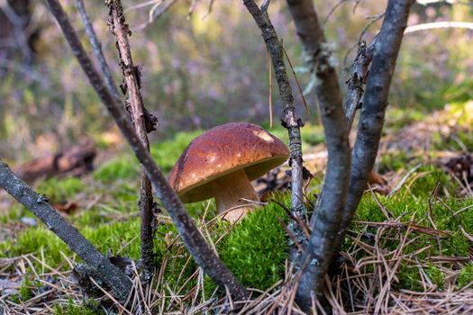 One brown cap edible mushrooms grows. Cep mushrooms food. Boletus growing in wild nature