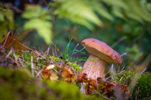 Small brown cap edible mushrooms grows. Cep mushrooms food. Boletus growing in wild nature