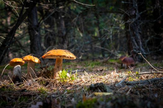 Three boletus edulis and two cep mushrooms. Orange cap mushrooms in wood