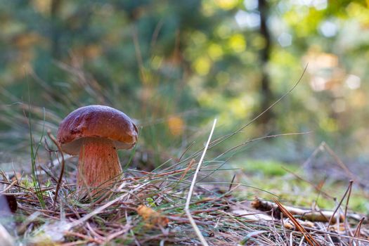 Edible cep mushroom grow in coniferous wood. Royal cep mushrooms food. Boletus growing in wild nature