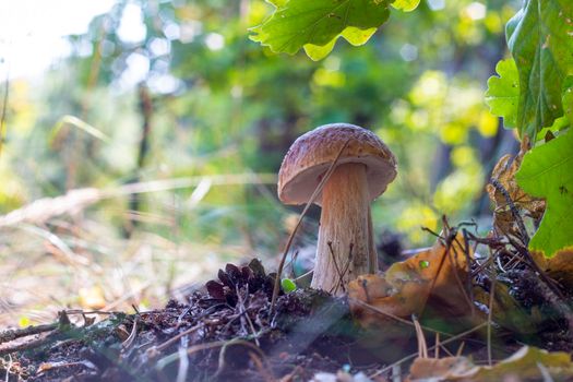 Edible cep mushroom grows under oak leaves. Royal cep mushrooms food. Boletus growing in wild nature