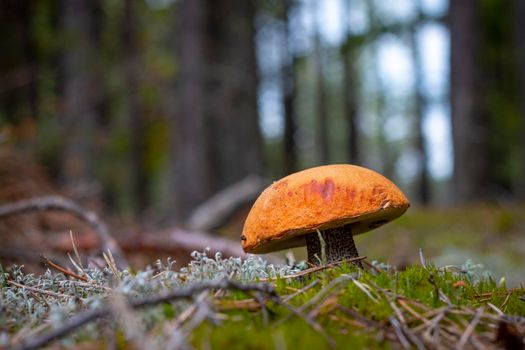 Red cap edible mushroom grows in wood. Orange cap mushrooms in wood