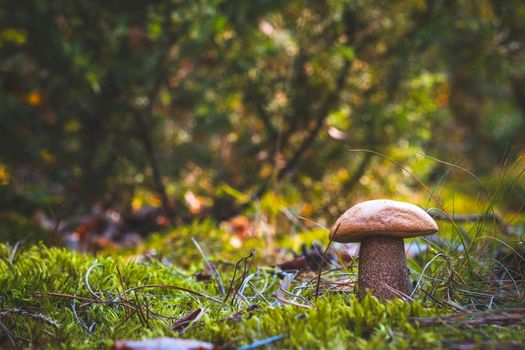 Orange cap mushroom in autumn forest. Fungus mushroom growing in wild wood