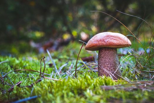 Big orange cap mushroom grow in autumn wood. Fungus mushroom growing in wild wood