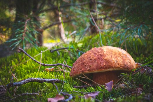 Large porcini mushroom in autumn wood. Royal cep mushrooms food. Boletus growing in wild wood