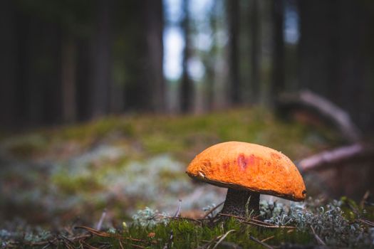 Red cap edible mushroom grows in forest Orange cap mushrooms in wood