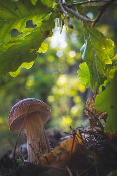 Edible cep mushroom in oak wood. Royal cep mushrooms food. Boletus growing in wild nature