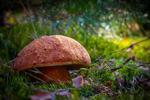 Large porcini mushroom grow in autumn wood Royal cep mushrooms food. Boletus growing in wild wood